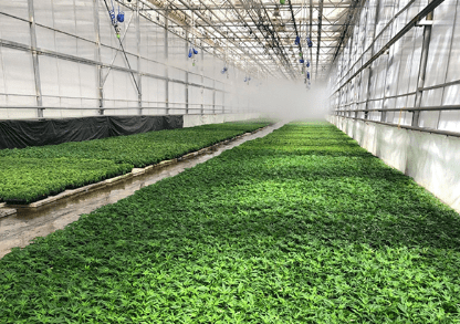 Rows_of_Hemp_Clones_For_Sale-1
