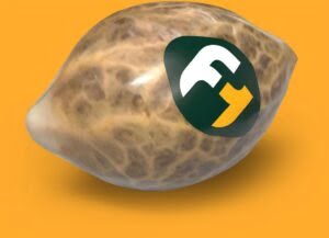 f1seed