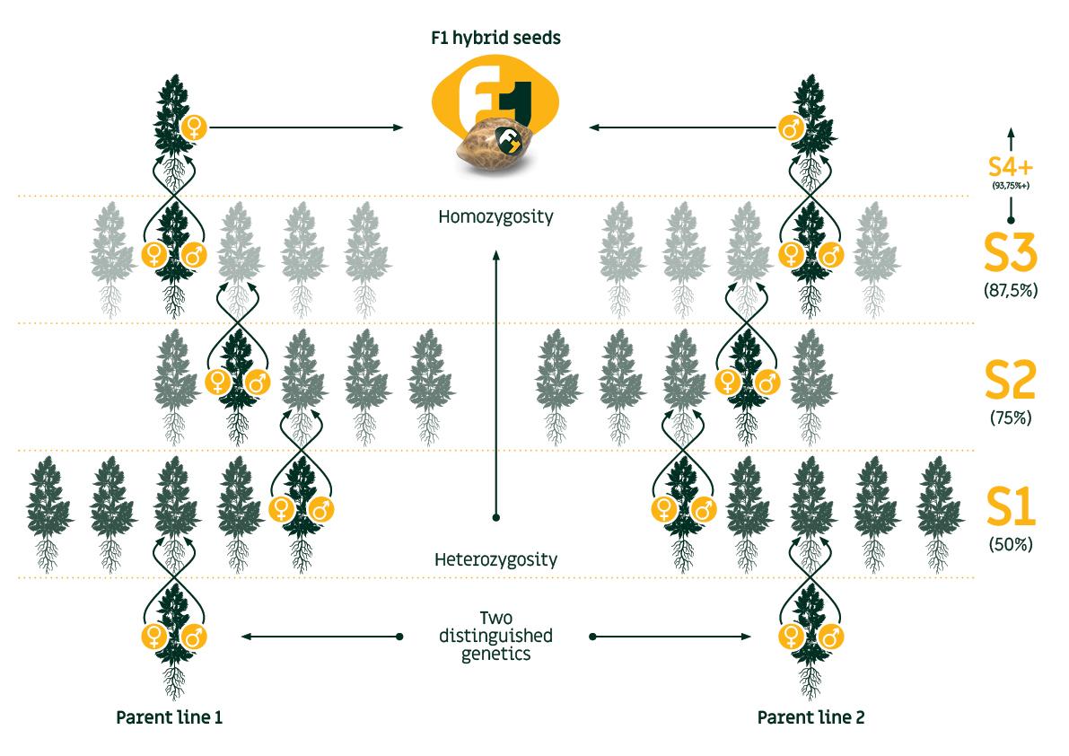 Cannabis breeding