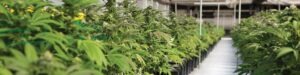 F1 SeedTech Header2