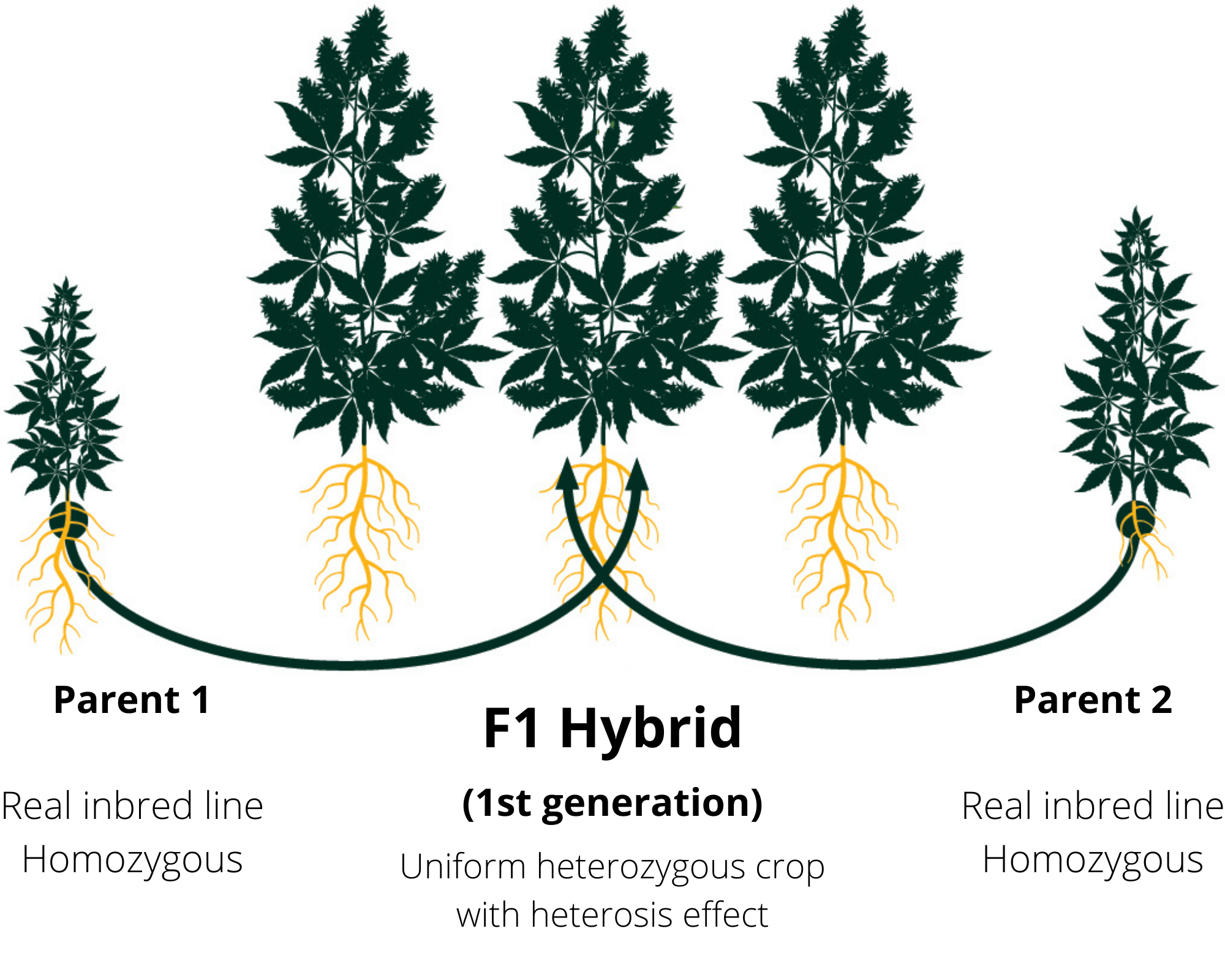 F1 hybrid cannabis breeding