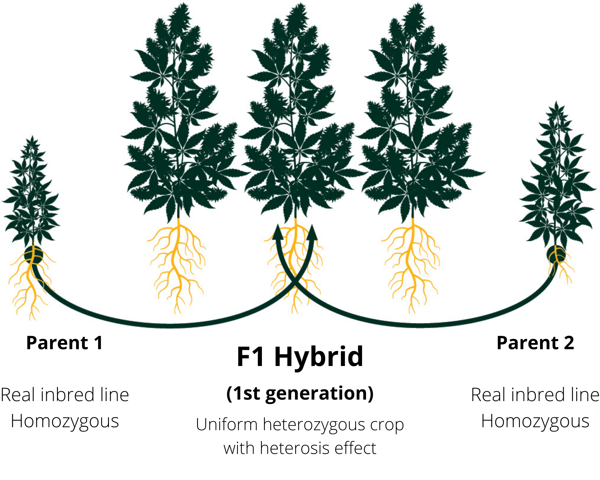 Cannabis breeding