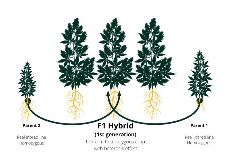 F1 breeding explained