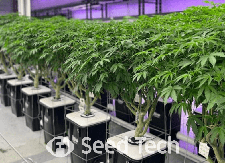 Hydroponic Cannabis Cultivation