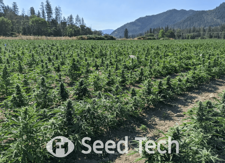 Outdoor Cannabis Cultivation