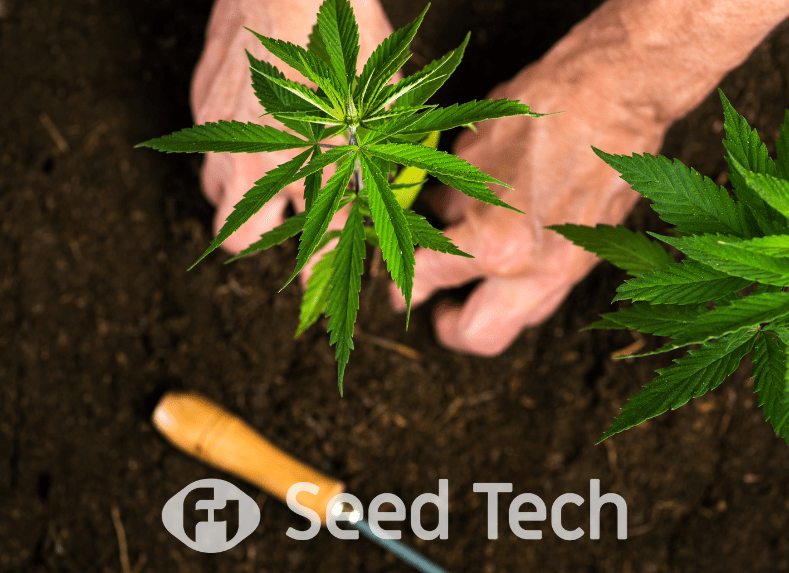 Soil-based Cannabis Cultivation