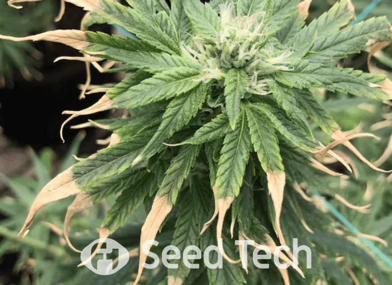 Issues in Growing Cannabis on Grodan