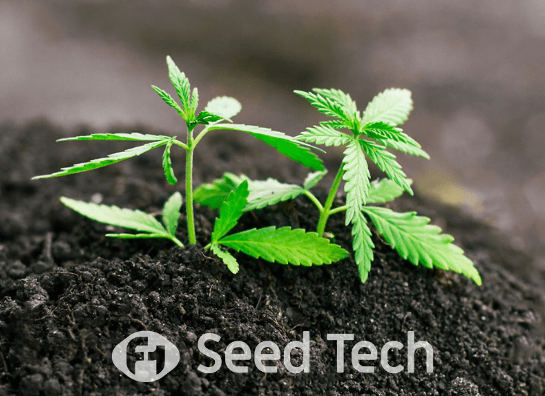 Best Soil for Cannabis Growth