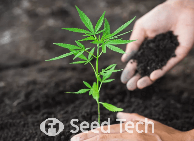 Organic Soil for Cannabis Growth