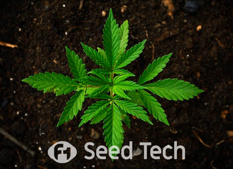 Watering Techniques for Cannabis in Soil-Based Substrate