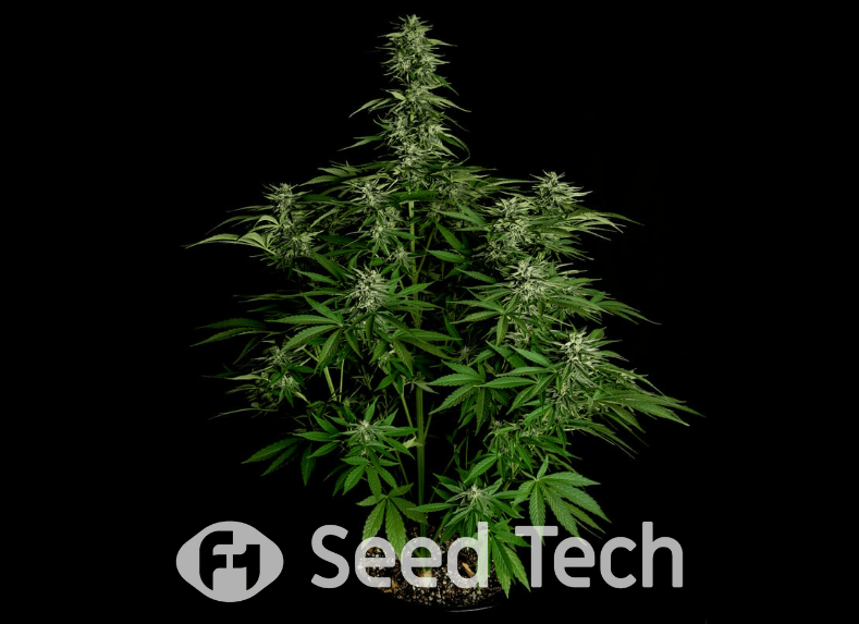 Light Cycles for Autoflowering Cannabis