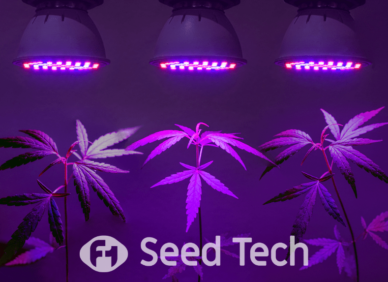 Light Spectrum Cannabis Growth